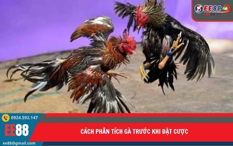 Cách Phân Tích Gà Trước Khi Đặt Cược