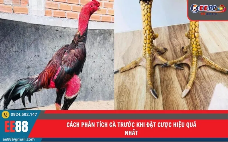 Cách Phân Tích Gà Trước Khi Đặt Cược Hiệu Quả Nhất