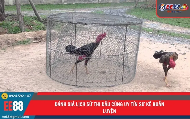 Đánh giá lịch sử thi đấu cùng uy tín sư kê huấn luyện