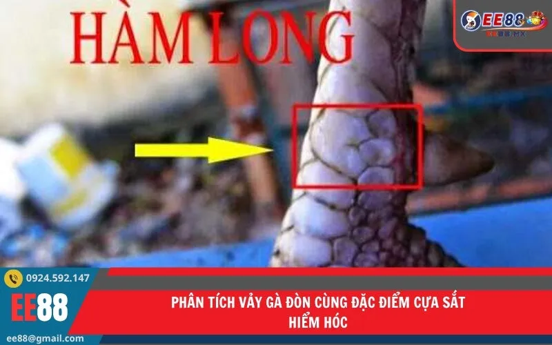 Phân tích vảy gà đòn cùng đặc điểm cựa sắt hiểm hóc