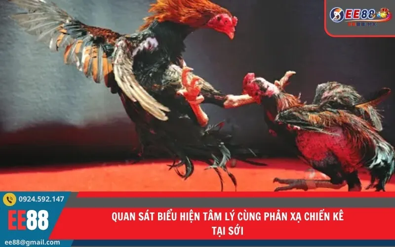 Quan sát biểu hiện tâm lý cùng phản xạ chiến kê tại sới